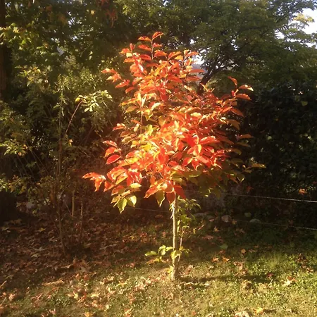 Πανσιόν Crone Castillon-en-Couserans