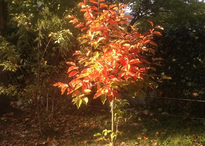 Gasthuis Crone Castillon-en-Couserans